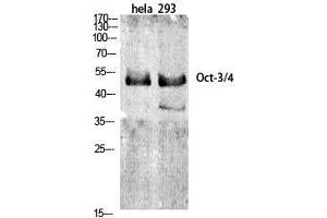Western Blot (WB) analysis of specific cells using Oct-3/4 Polyclonal Antibody. (OCT4 抗体  (Internal Region))