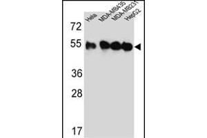 Western blot analysis of TUBB2C Antibody (Center) (ABIN651319 and ABIN2840186) in Hela,MDA-M,MDA-M,HepG2 cell line lysates (35 μg/lane). (TUBB2C 抗体  (AA 99-125))