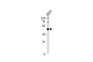 X6 Antibody (Center) (ABIN390916 and ABIN2841118) western blot analysis in  cell line lysates (35 μg/lane). (PAX6 抗体  (AA 183-210))