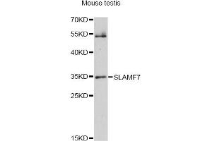 Western blot analysis of extracts of mouse testis, using SLAMF7 antibody (ABIN6292550) at 1:1000 dilution. (SLAMF7 抗体)