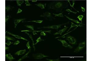 Immunofluorescence (IF) image for anti-Mitogen-Activated Protein Kinase 8 (MAPK8) (AA 318-427) antibody (ABIN519225)
