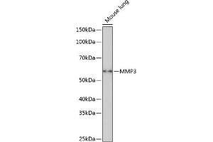 Western blot analysis of extracts of Mouse lung, using MMP3 Rabbit mAb (ABIN7268424) at 1:1000 dilution. (MMP3 抗体)