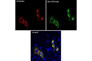 Immunofluorescence (IF) image for anti-tdTomato Fluorescent Protein (tdTomato) antibody (ABIN7273105) (tdTomato 抗体)