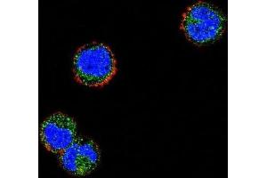 Immunofluorescence (IF) image for anti-Killer Cell Lectin-Like Receptor Subfamily C, Member 1 (KLRC1) antibody (ABIN2996826) (KLRC1 抗体)