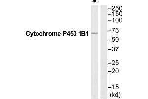 Western Blotting (WB) image for anti-Cytochrome P450, Family 1, Subfamily B, Polypeptide 1 (CYP1B1) (C-Term) antibody (ABIN1852631) (CYP1B1 抗体  (C-Term))