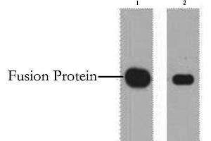 Western Blot analysis of 1 μg Myc fusion protein using Myc-Tag Monoclonal Antibody at dilution of 1) 1:5000 2) 1:10000. (Myc Tag 抗体)