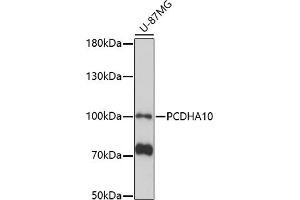 Western blot analysis of extracts of U-87MG cells, using PCDH antibody (ABIN7269733) at 1:1000 dilution. (PCDHA10 抗体  (AA 130-210))