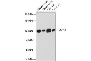 Western blot analysis of extracts of various cell lines using USP13 Polyclonal Antibody at dilution of 1:3000. (USP13 抗体)