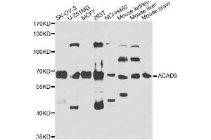 Western blot analysis of extracts of various cell lines, using ACAD9 antibody.