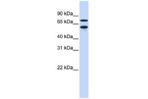 WB Suggested Anti-NR2C1 Antibody Titration:  0. (NR2C1 抗体  (Middle Region))