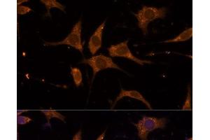 Immunofluorescence (IF) image for anti-Ribosomal Protein L27 (RPL27) antibody (ABIN7256554)