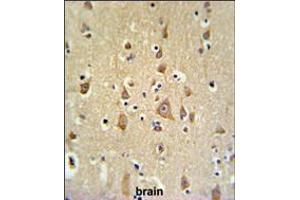 FAM44B Antibody IHC analysis in formalin fixed and paraffin embedded brain tissue followed by peroxidase conjugation of the secondary antibody and DAB staining.