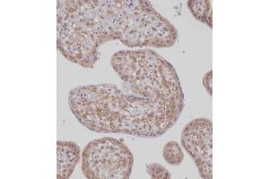 Immunohistochemical analysis of (ABIN1539451 and ABIN2848995) on paraffin-embedded Human placenta tissue. (TET2 抗体  (N-Term))