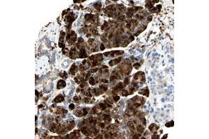 Immunohistochemical staining of human pancreas with NCBP2L polyclonal antibody  shows strong cytoplasmic positivity in exocrine glandular cells at 1:200-1:500 dilution. (NCBP2L 抗体)