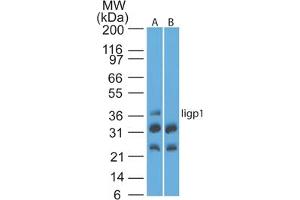 Image no. 1 for anti-Interferon Inducible GTPase 1 (IIGP1) (AA 325-375) antibody (ABIN960222) (IIGP1 抗体  (AA 325-375))