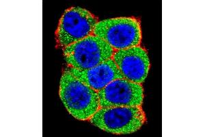 Confocal immunofluorescent analysis of UBE3A Antibody (C-term) (ABIN388925 and ABIN2850432) with Hela cell followed by Alexa Fluor 488-conjugated goat anti-rabbit lgG (green). (ube3a 抗体  (C-Term))