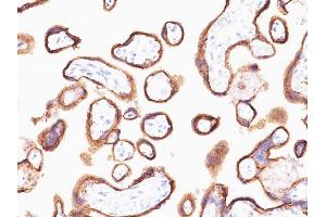 Formalin-fixed, paraffin-embedded human Placenta stained with hCG alpha Mouse Monoclonal Antibody (HCGa/53). (CGA 抗体)