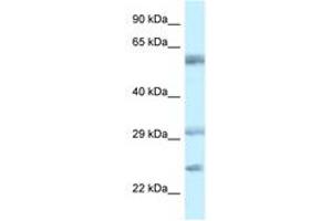 Image no. 1 for anti-V-Set and Immunoglobulin Domain Containing 10 (VSIG10) (AA 107-156) antibody (ABIN6749740) (VSIG10 抗体  (AA 107-156))