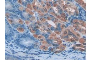 DAB staining on IHC-P; Samples: Mouse Stomach Tissue (PDIA2 抗体  (AA 46-258))