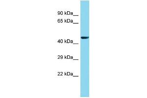 Host: Rabbit Target Name: FAM222A Sample Type: 293T Whole Cell lysates Antibody Dilution: 1. (FAM222A 抗体  (N-Term))
