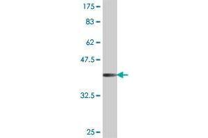 Western Blot detection against Immunogen (38.
