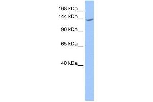 CACHD1 antibody used at 1 ug/ml to detect target protein. (CACHD1 抗体  (N-Term))