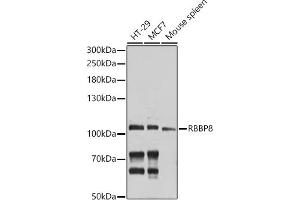Western blot analysis of extracts of various cell lines, using RBBP8 antibody (ABIN6127724, ABIN6146750, ABIN6146751 and ABIN6214357) at 1:1000 dilution. (Retinoblastoma Binding Protein 8 抗体  (AA 1-300))