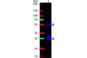 Western Blot of Fluorescein Sheep Anti-Mouse IgG secondary antibody. (绵羊 anti-小鼠 IgG (Heavy & Light Chain) Antibody (FITC) - Preadsorbed)