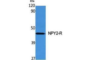 Western Blot (WB) analysis of specific cells using NPY2-R Polyclonal Antibody. (NPY2R 抗体  (N-Term))