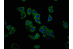 Immunofluorescence staining of HepG2 cells with ABIN7154230 at 1:333, counter-stained with DAPI. (C1GALT1 抗体  (AA 34-143))