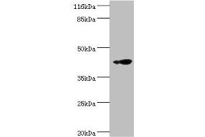 Western blot All lanes: RNF133 antibody at 2 μg/mL + K562 whole cell lysate Secondary Goat polyclonal to rabbit IgG at 1/10000 dilution Predicted band size: 43 kDa Observed band size: 43 kDa (RNF133 抗体  (AA 65-167))