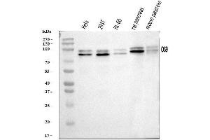 Western blot analysis of OS9 using anti-OS9 antibody (ABIN7602048).