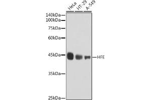 Western blot analysis of extracts of various cell lines, using HFE antibody (ABIN7267606) at 1:1000 dilution. (HFE 抗体)