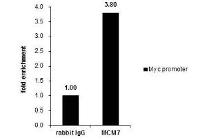 ChIP Image Cross-linked ChIP was performed with HeLa chromatin extract and 5 μg of either control rabbit IgG or anti-MCM7 antibody.