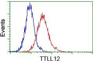 Image no. 5 for anti-Tubulin tyrosine Ligase-Like Family, Member 12 (TTLL12) antibody (ABIN1499032) (TTLL12 抗体)