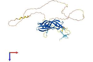 FAM102A Protein (AA 1-384) (His tag)