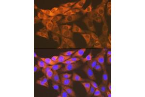 Immunofluorescence (IF) image for anti-Heat Shock 10kDa Protein 1 (Chaperonin 10) (HSPE1) antibody (ABIN7267567)
