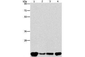 Western Blot analysis of A549, K562, hela and hepG2 cell using PEBP1 Polyclonal Antibody at dilution of 1:400 (PEBP1 抗体)
