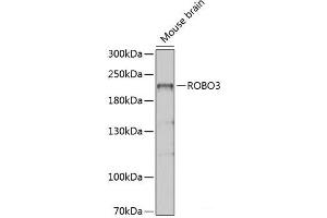 Western blot analysis of extracts of Mouse brain using ROBO3 Polyclonal Antibody at dilution of 1:1000. (ROBO3 抗体)