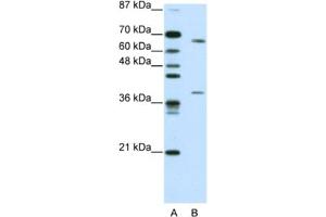 Western Blotting (WB) image for anti-Grainyhead-Like 3 (GRHL3) antibody (ABIN2461911) (GRHL3 抗体)