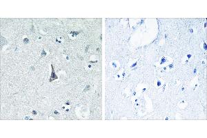 Peptide - +Immunohistochemistry analysis of paraffin-embedded human brain tissue using Cytochrome P450 3A4 antibody.