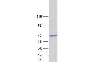 Western Blotting (WB) image for Muscleblind-like Protein 1 (MBNL1) (Transcript Variant 7) protein (Myc-DYKDDDDK Tag) (ABIN2725583)