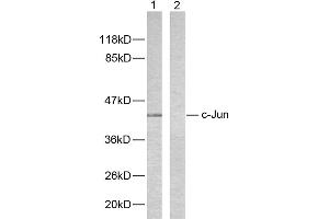 Western blot analysis of extracts from HeLa cells using c-Jun (Ab-243) antibody (#B7130). (C-JUN 抗体  (Ser243))