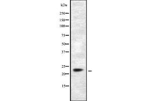 Western blot analysis of DUSP14 using COS7 whole cell lysates (DUSP14 抗体)