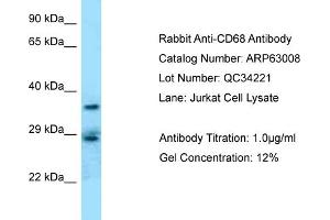 Western Blotting (WB) image for anti-CD68 Molecule (CD68) (Middle Region) antibody (ABIN2789335) (CD68 抗体  (Middle Region))