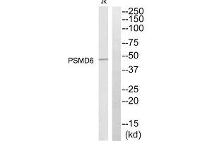 Western blot analysis of extracts from Jurkat cells, using PSMD6 antibody. (PSMD6 抗体  (Internal Region))
