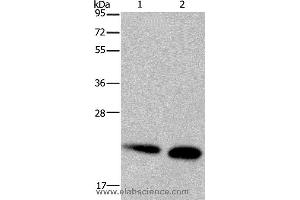 Western blot analysis of Mouse heart and kidney tissue, using NDUFS4 Polyclonal Antibody at dilution of 1:200 (NDUFS4 抗体)