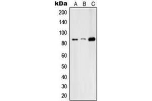 Western blot analysis of RFX3 expression in HepG2 (A), Raw264. (RFX3 抗体  (C-Term))