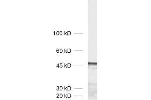dilution: 1 : 1000, sample: crude synaptic membranes fraction of rat brain (LP1) (Homer 1b/c (AA 152-354) 抗体)
