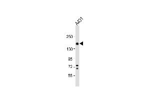 Anti-ITGA2 Antibody (C-term) at 1:1000 dilution + A431 whole cell lysate Lysates/proteins at 20 μg per lane. (ITGA2 抗体  (C-Term))